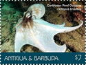 Caribbean Reef Octopus (Octopus briareus) - White