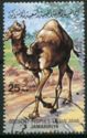 Dromedary (Camelus dromedarius)
