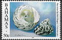 West Indian Top Shell (Cittarium pica)