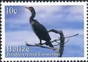 Double-crested Cormorant (Nannopterum auritum)