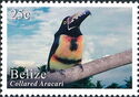 Collared Aracari (Pteroglossus torquatus)