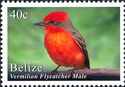 Vermilion Flycatcher - male (Pyrocephalus rubinus)