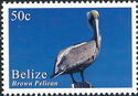 Brown Pelican (Pelecanus occidentalis)