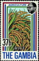 Rice Crop