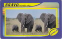 BRAVO - Elephants
