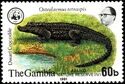 Dwarf Crocodile (Osteolaemus tetrasois)
