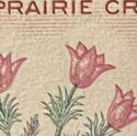 Prairie Crocus and Arms of Manitoba