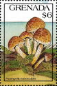Psathyrella tuberculata