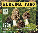 Morchella esculenta