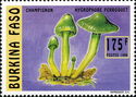 Hygrocybe psittacina