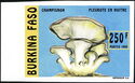 Pleurotus ostreatus