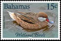 White-Cheeked Pintail (Anas bahamensis)