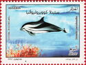 Striped Dolphin (Stenella coeruleoalba)