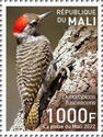 Cardinal Woodpecker (Dendropicos fuscescens)