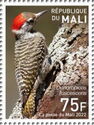 Cardinal Woodpecker (Dendropicos fuscescens)