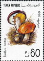Suillus luteus