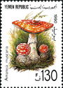 Amanita muscaria