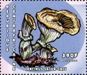 Lentinus sajorcaju.