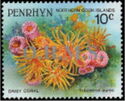 Daisy Coral (Tubastrea aurea) - Silver Overprint
