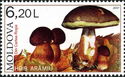 Black-hued Boletus (Boletus aereus)