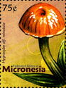 Hygrocybe aff. minutula