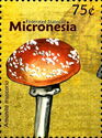 Amanita muscaria