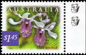 Blue Orchid (Dendrobium nindii) - (2nd Reprint - 2 Koalas)