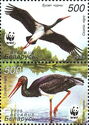 Black Stork (Ciconia nigra)