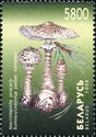 Parasol Mushroom (Macrolepiota procera)