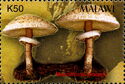 Macrolepiota procera