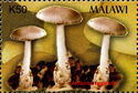Amanita vaginata