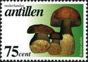 Boletus edulis
