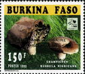 Russula nigricans - Golden imprint