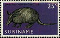 Nine-banded Armadillo (Dasypus novemcinctus)