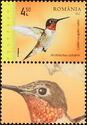 Ruby-throated Hummingbird (Archilochus colubris)