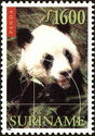 Giant Panda (Ailuropoda melanoleuca)