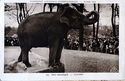 Colonial Exposure of Paris, 1931, Zoological Park, elephants