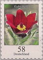 Pasque Flower (Pulsatilla vulgaris)