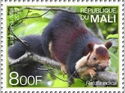 Indian Giant Squirrel (Ratufa indica)