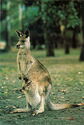 Grey kangaroo and joey