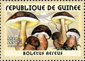 Boletus aerus