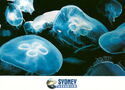 Sydney. Sydney Aquarium, Moon Jellies