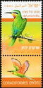 Blue-cheeked Bee-Eater (Merops persicus)