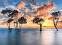 Moreton Bay Wetlands