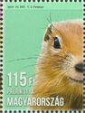 Prairie Dog (Cynomys ludovicianus)