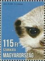 Meerkat (Suricata suricatta)
