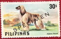 Afghan Hound (Canis lupus familiaris)