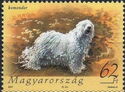 Komondor (Canis lupus familiaris)