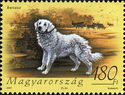 Kuvasz (Canis lupus familiaris)