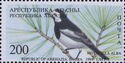 Gagra Region: White Wagtail (Motacilla alba)